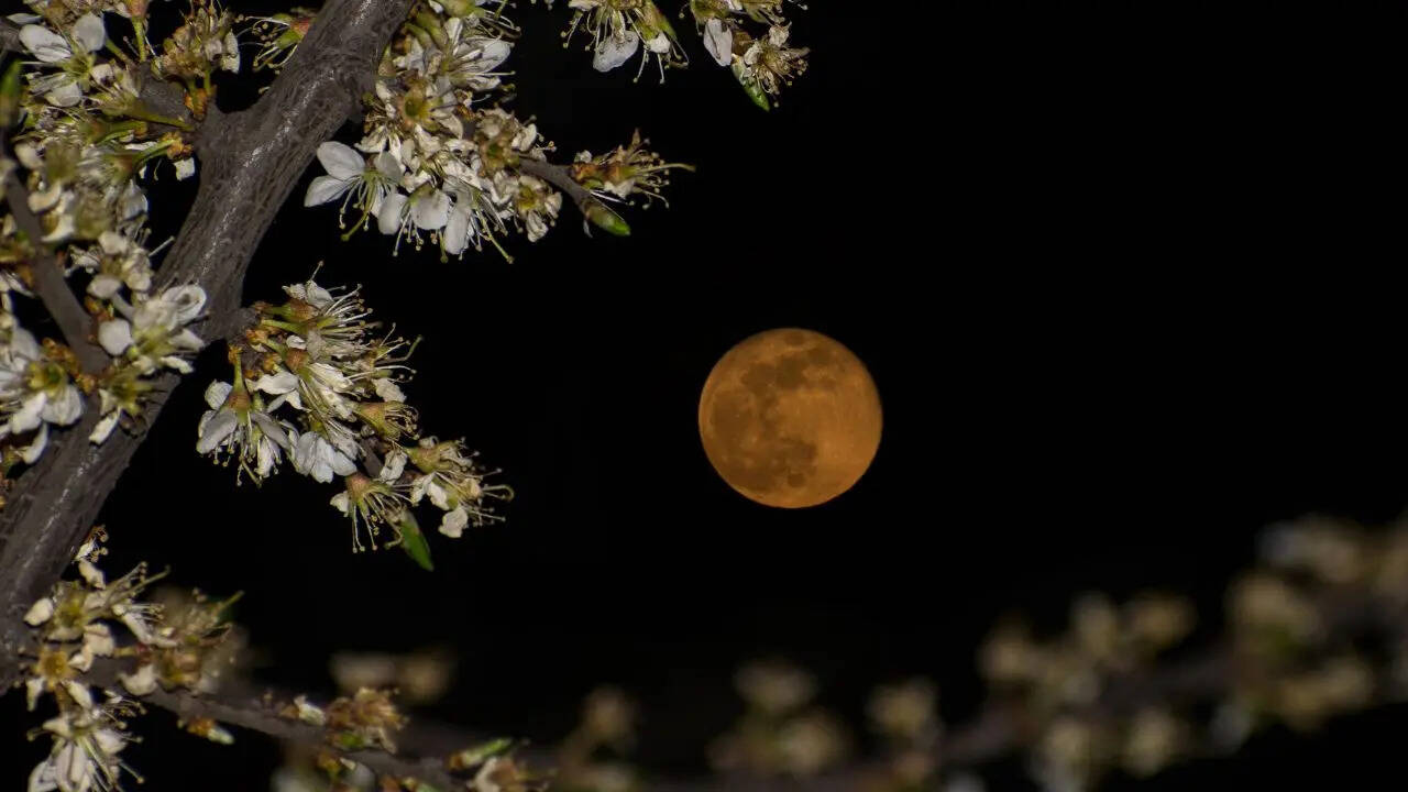 Purnima Purnima
